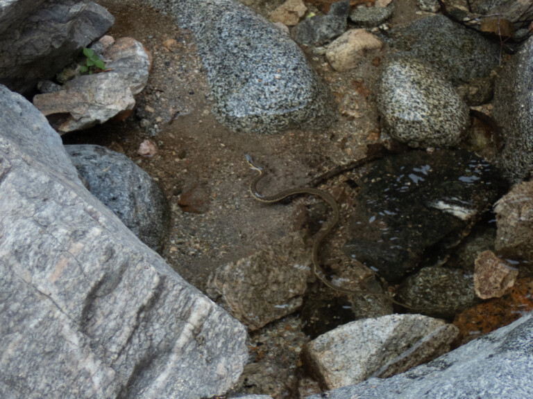 A close-up view of a snake moving through a shallow rocky stream with clear water, surrounded by large gray and speckled granite rocks and some small green plants, taken during a canyoneering trip at Eaton Canyon.
