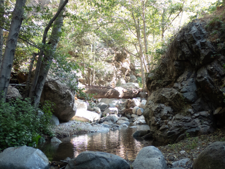 A peaceful natural scene in Eaton Canyon showing a shallow rocky stream with clear water reflecting sunlight. A large fallen tree trunk spans across the stream, surrounded by tall green trees and steep rocky cliffs on either side. The area is shaded with dappled sunlight filtering through the leaves, creating a tranquil outdoor environment ideal for canyoneering.