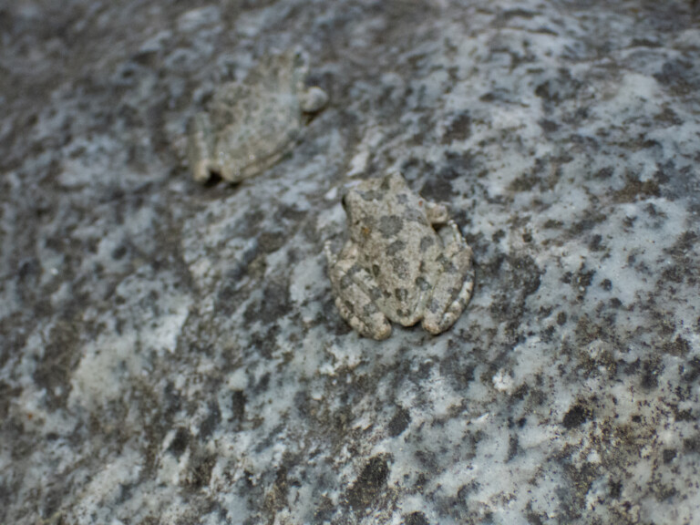 Close-up image of two small frogs camouflaged against a gray and speckled rocky surface, blending in with their surroundings during a canyoneering trip in Eaton Canyon.