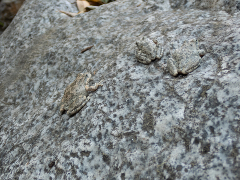 Three frogs with mottled gray and brown skin blending into a speckled gray rock surface, showing natural camouflage in a canyon environment.