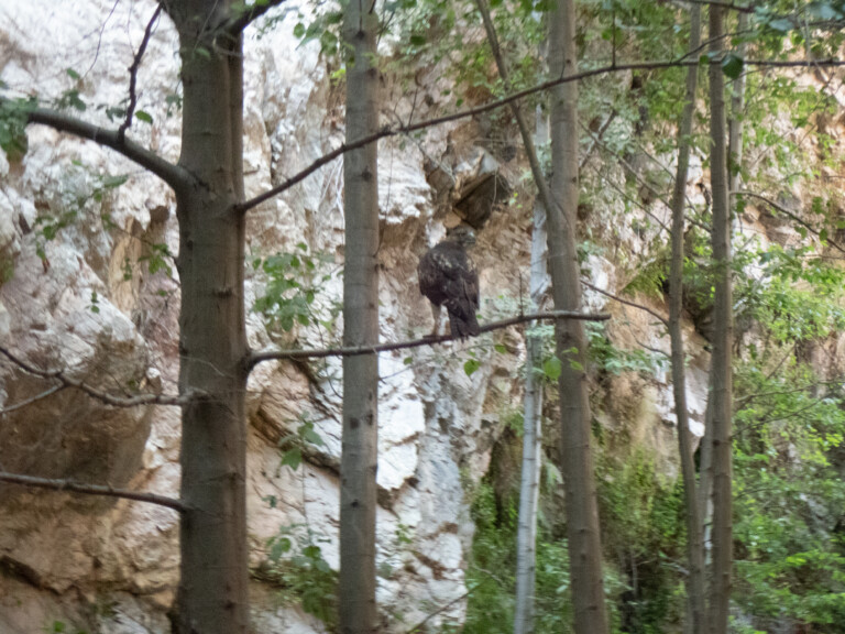 A bird with dark feathers perched on a horizontal tree branch among several tall trees with green leaves. Behind the trees, rocky canyon walls are visible, indicating a natural outdoor setting in Eaton Canyon.