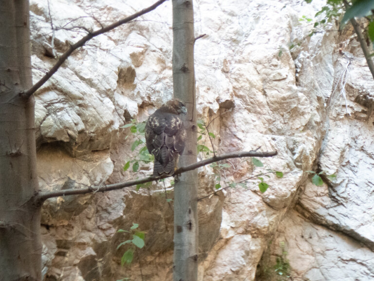 A brown hawk perched on a tree branch with rocky canyon walls in the background and some green leaves around, taken during a canyoneering trip in Eaton Canyon.