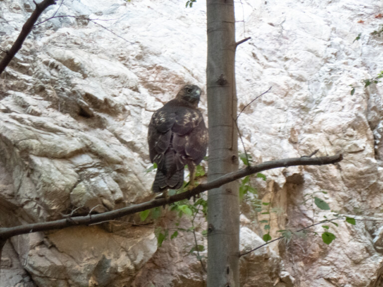 A brown hawk perched on a tree branch in front of rocky cliffs with some green leaves around, captured during a canyoneering trip in Eaton Canyon.