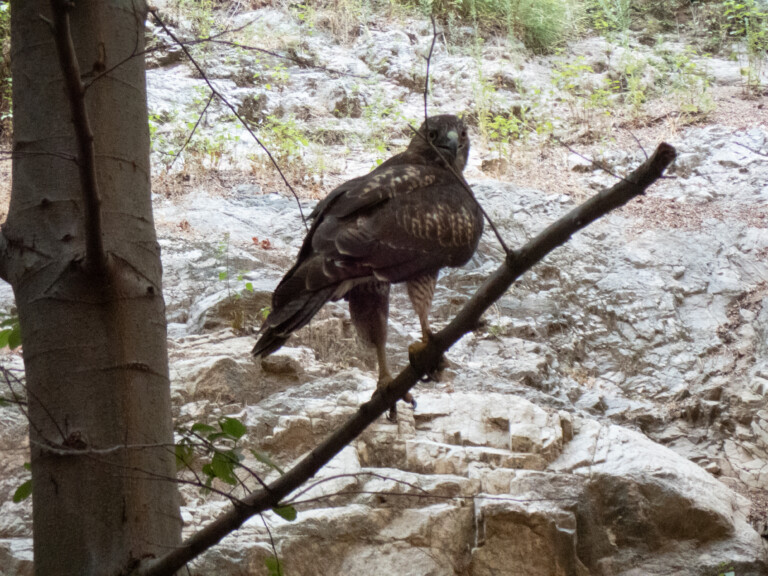 A hawk with brown and white feathers perched on a tree branch in a rocky and wooded area, with trees and sparse vegetation in the background.