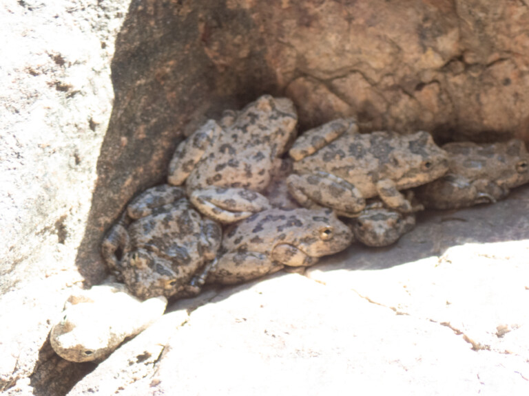 Several spotted frogs closely gathered in the shadowed crevice of rough, light brown rocks, blending with their surroundings in Eaton Canyon.