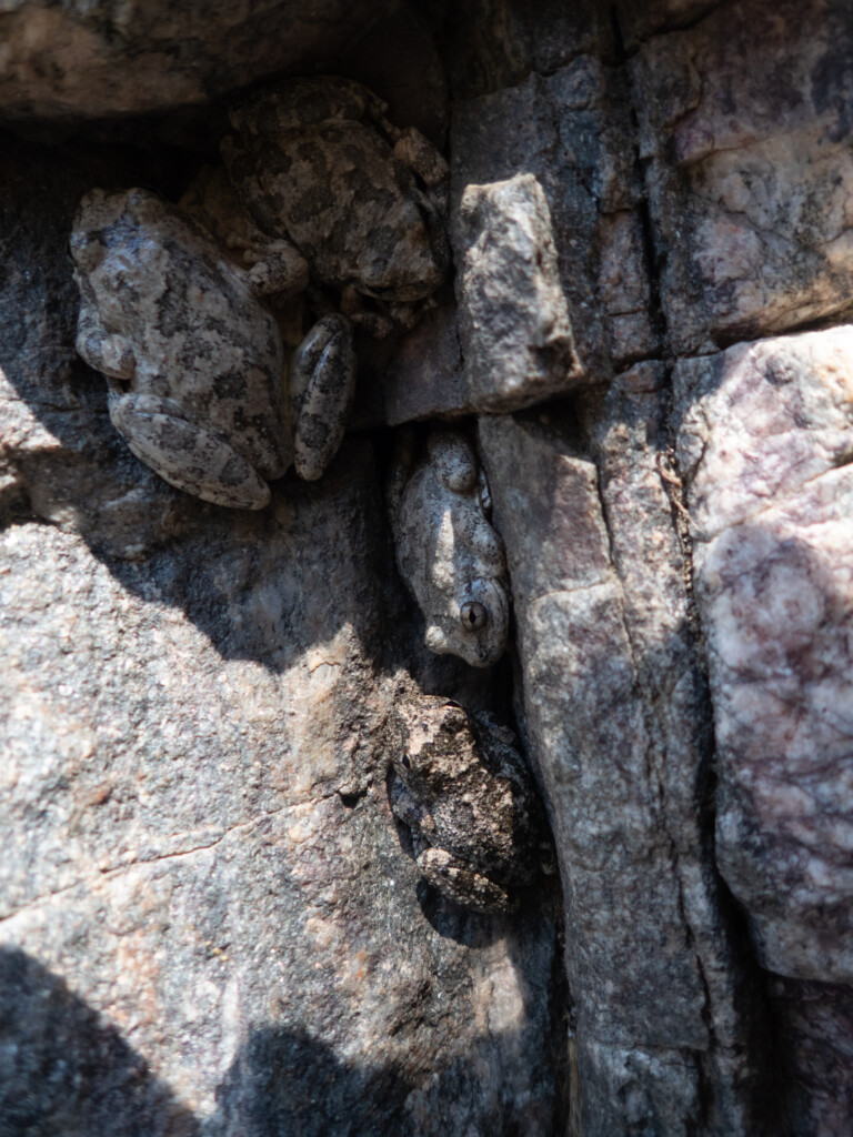 Close-up view of multiple camouflaged frogs resting on a rocky surface, blending with the textured stones in Eaton Canyon during a canyoneering adventure.