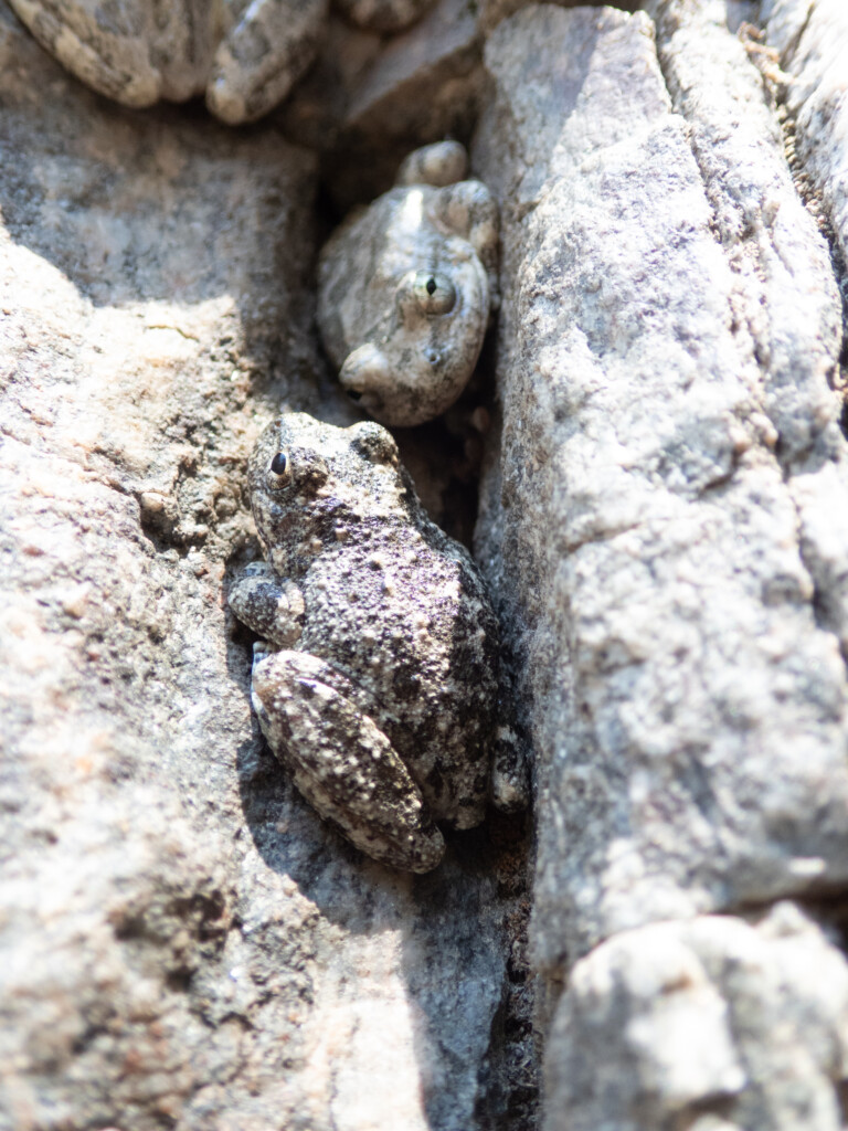 Two small frogs with mottled gray and brown skin camouflaged against the rough textured rocks in a narrow crevice, blending into their natural environment in Eaton Canyon.